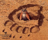 Chipmunk in bear footprint