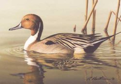 Nothern Pintail