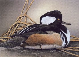 Drake hooded merganser