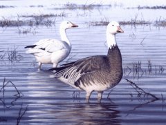 Snow Geese