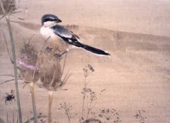 Loggerhead Shrike