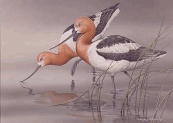 American Avocet