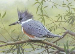 Dapper belted kingfisher