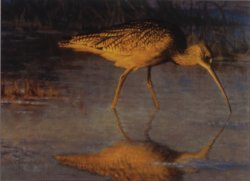 Long-billed curlew