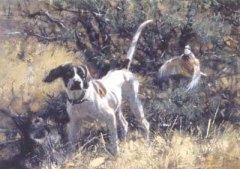 English pointer with quail