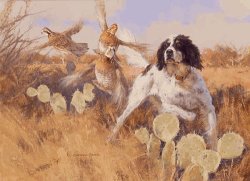 English setter flushing quail