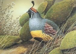 Gambel's quail