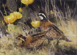 Male and female bobwhite quail