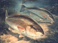 Two Redfish