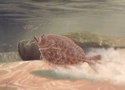 Southern Flounder