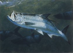 Tarpon