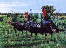 Three Turkeys