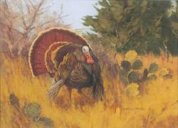 Rio Grande gobbler